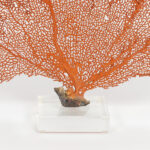 Three Orange Sea Fans on Lucite