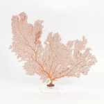 Three Orange Sea Fans on Lucite