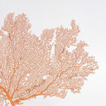 Three Orange Sea Fans on Lucite