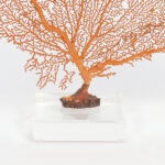 Three Orange Sea Fans on Lucite