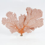 Three Orange Sea Fans on Lucite