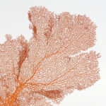 Three Orange Sea Fans on Lucite