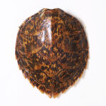 Antique Turtle Shell or Carapace