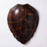 Giant Antique Turtle Shell