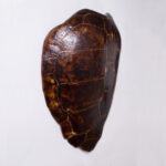 Giant Antique Turtle Shell