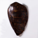 Giant Antique Turtle Shell