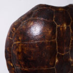 Giant Antique Turtle Shell