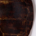 Giant Antique Turtle Shell