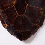 Giant Antique Turtle Shell