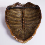 Giant Antique Turtle Shell