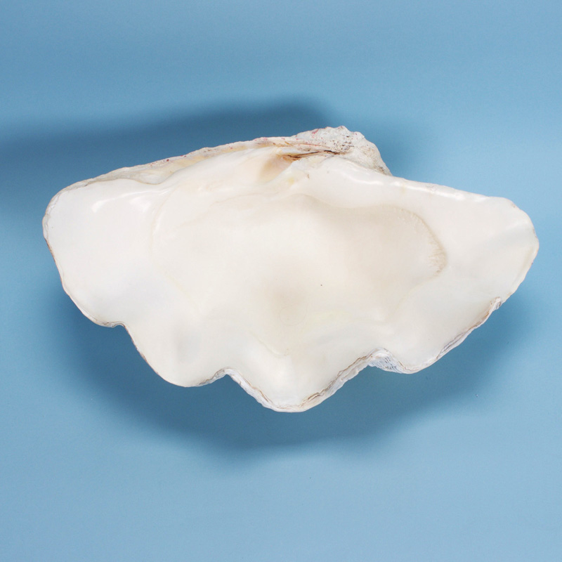 Large Tridacna Gigas Clam Shell