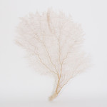 Large Authentic Pair of Sea Fans, Priced Individually