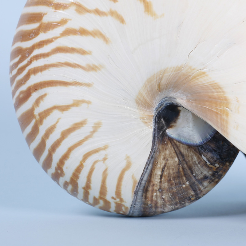 Large Authentic Nautilus Seashell