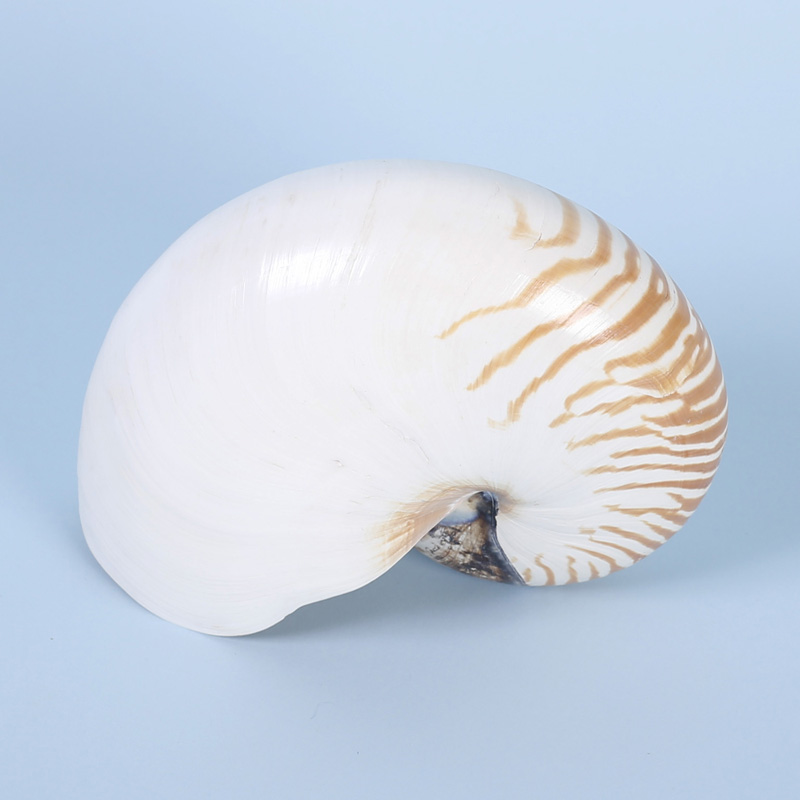 Large Authentic Nautilus Seashell