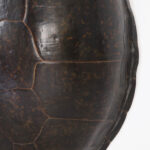 Giant Antique Sea Turtle Shell or Carapace