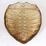Giant Antique Sea Turtle Shell or Carapace