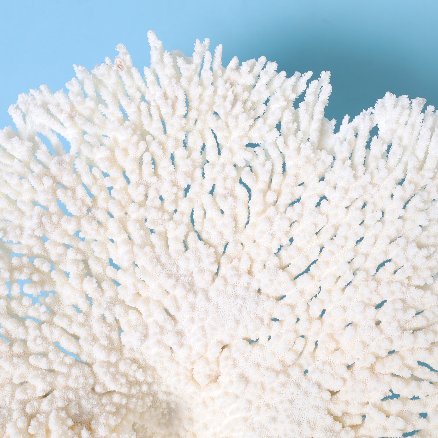 Large White Table Coral Sculpture on Lucite