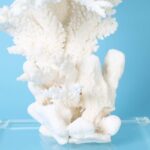 Large White Table Coral Sculpture Exhibited on Lucite