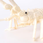 Chinese Carved Bone Lobster