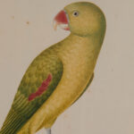 Pair of Anglo Indian Parrot Prints