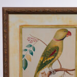 Pair of Anglo Indian Parrot Prints