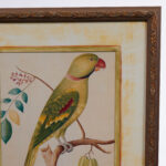 Pair of Anglo Indian Parrot Prints