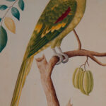 Pair of Anglo Indian Parrot Prints