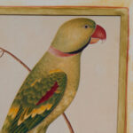 Pair of Anglo Indian Parrot Prints