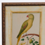 Pair of Anglo Indian Parrot Prints