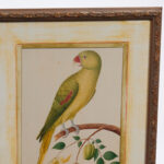 Pair of Anglo Indian Parrot Prints