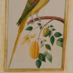 Pair of Anglo Indian Parrot Prints