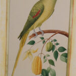 Pair of Anglo Indian Parrot Prints