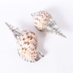 Pair of Silver Plated Large Triton Seashells, Priced Individually