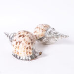 Pair of Silver Plated Large Triton Seashells, Priced Individually