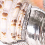 Pair of Silver Plated Large Triton Seashells, Priced Individually