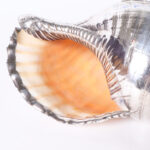 Pair of Silver Plated Large Triton Seashells, Priced Individually