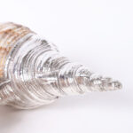 Pair of Silver Plated Large Triton Seashells, Priced Individually