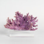 Specimen of Purple Coral on Lucite