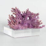 Specimen of Purple Coral on Lucite