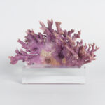 Specimen of Purple Coral on Lucite