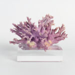 Specimen of Purple Coral on Lucite