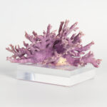 Specimen of Purple Coral on Lucite