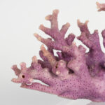 Specimen of Purple Coral on Lucite