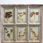 Italian Botanical Antique Collection in a Window Frame