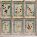 Italian Botanical Antique Collection in a Window Frame