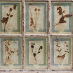 Italian Botanical Antique Collection in a Window Frame