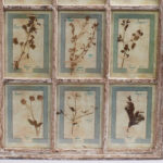 Italian Botanical Antique Collection in a Window Frame