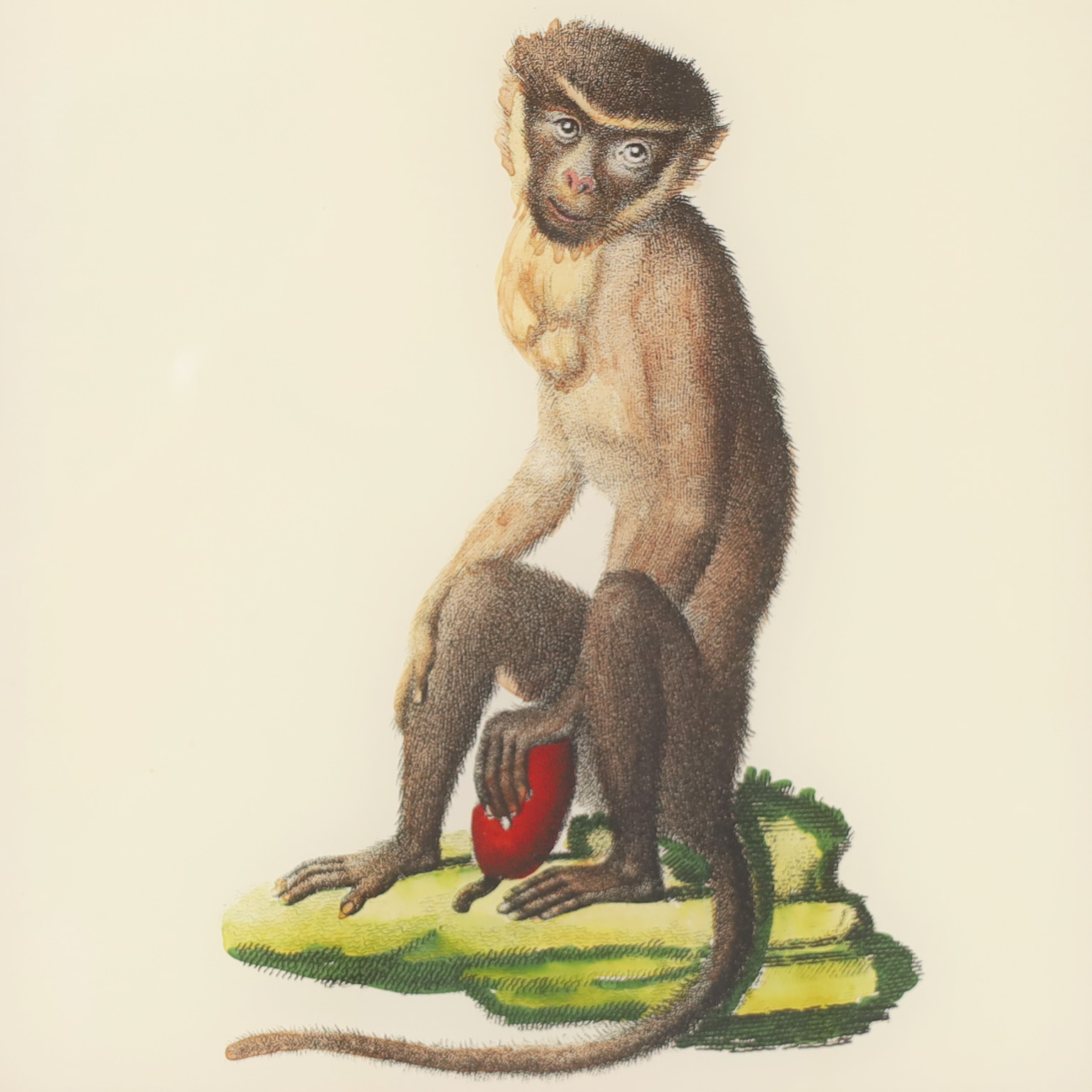 Set of Four Italian Hand Colored Monkey Prints