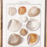 Set of Three Antique Hand Colored Seashell Engravings