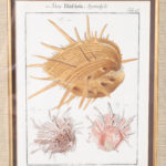 Set of Three Antique Hand Colored Seashell Engravings